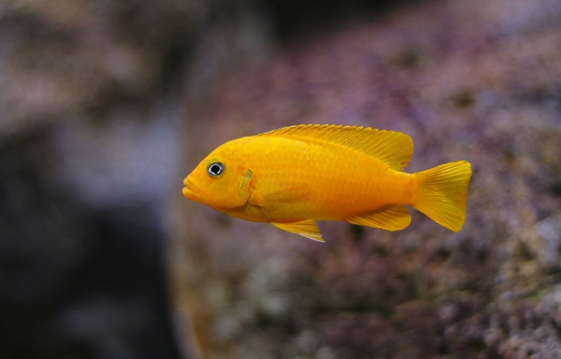 Maylandia sp. 'msobo' Magunga